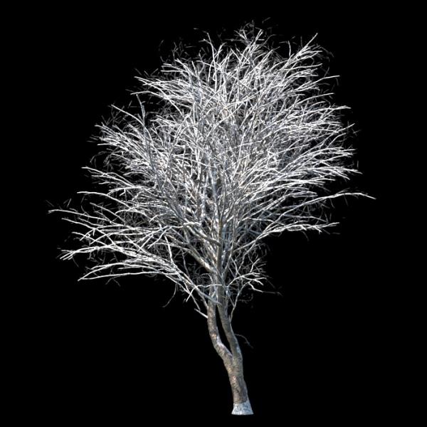 درخت روان زمستان - دانلود مدل سه بعدی درخت روان زمستان - آبجکت سه بعدی درخت روان زمستان - دانلود آبجکت سه بعدی درخت روان زمستان -دانلود مدل سه بعدی fbx - دانلود مدل سه بعدی obj -Rowan Winter 3d model free download  - Rowan Winter 3d Object - Rowan Winter OBJ 3d models - Rowan Winter FBX 3d Models - برف - snow 